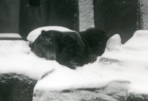 グリズリーベアが雪の中で眠っている、ロンドン動物園、1924 作： Frederick William Bond