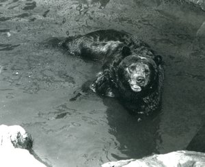 1924年にグリズリーベアがロンドン動物園のプールで入浴 作： Frederick William Bond