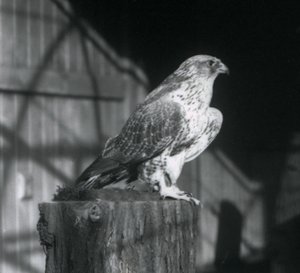 丸太で休むシロハヤブサ、ロンドン動物園、1925年12月