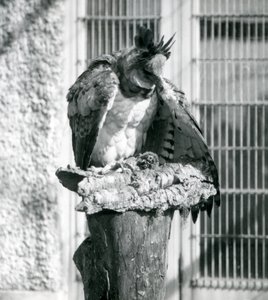 1914年4月、ロンドン動物園でのハーピーイーグル