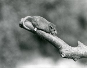 枝に止まったハシボソヤマネ（ロンドン動物園 作： Frederick William Bond