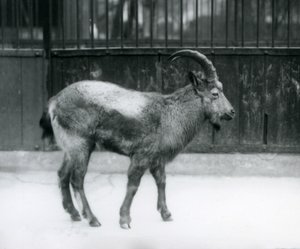 1927年にロンドン動物園に立ったヒマラヤアイベックス 作： Frederick William Bond