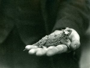 ツノトカゲは飼育員の手にかかっています、ロンドン動物園、1923年4月（bw写真） 作： Frederick William Bond