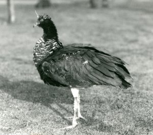 1927年9月にロンドン動物園の芝生の上に立っているツノタカ