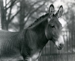 1924年7月にロンドン動物園でハイブリッドゼブラ 作： Frederick William Bond