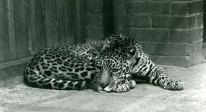 1924年6月にロンドン動物園で休んでいるジャガー 作： Frederick William Bond