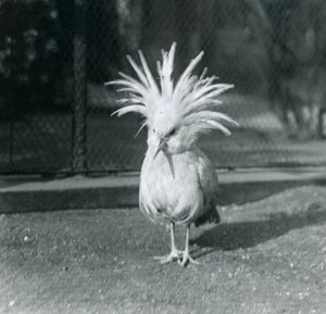1921年6月にロンドン動物園で家紋の羽を展示したカグーまたはカグー