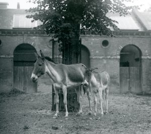 1927年8月、ロンドンの動物園のパドックのツリーの下に立っているKiangTibetan Wild AssKhyangGorkharとその子馬