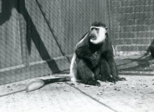 1925年7月にロンドン動物園の囲いの中に座っているキクユ白黒コロブスモンキー 作： Frederick William Bond