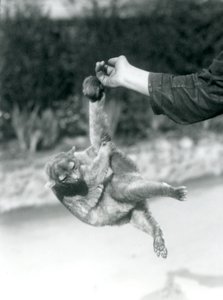 1925年9月、ロンドン動物園、その可愛らしい尻尾でキーパーの指から吊り下げられた金華城 作： Frederick William Bond
