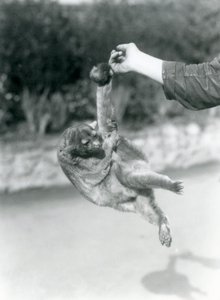 1925年9月、ロンドン動物園、その可愛らしい尻尾でキーパーの指から吊り下げられた金華城 作： Frederick William Bond
