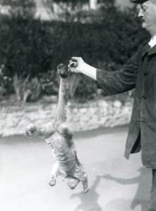 1925年9月、ロンドン動物園、その可愛らしい尻尾で、番人の指から逆さまに吊り下げられた金華城 作： Frederick William Bond