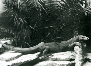1927年6月にロンドン動物園で首を休め、ログに対抗する前腕のコモドDragonMonitor