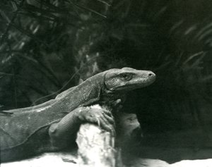 1927年6月にロンドン動物園で首を休め、ログに対抗する前腕のコモドDragonMonitor 作： Frederick William Bond