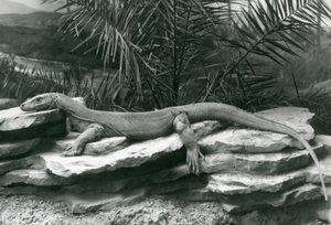 1927年にロンドン動物園の岩壁で休んでいるコモドDragonMonitor