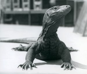 ロンドン動物園のコモドドラゴン、1928年8月