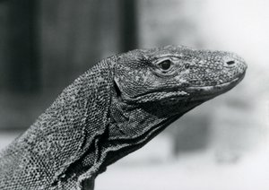 1928年8月、ロンドン動物園のコモド・ドラゴン（モノクロ写真 作： Frederick William Bond