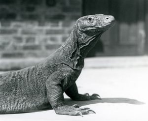 1928年8月、ロンドン動物園のコモド・ドラゴン（モノクロ写真