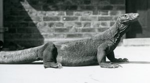 1928年8月、ロンドン動物園のコモド・ドラゴン（モノクロ写真 作： Frederick William Bond