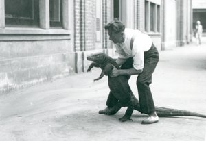 1928年8月、ロンドン動物園の飼育員が後ろ足で支えているコモドドラゴン（モノクロ写真 作： Frederick William Bond