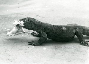 鶏を食べるコモドドラゴン（ロンドン動物園 作： Frederick William Bond