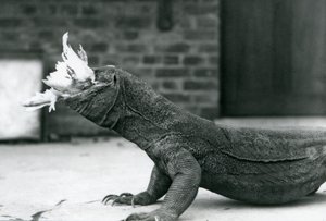 ロンドン動物園で鶏を食べるコモド・ドラゴン 1928年8月（モノクロ写真 作： Frederick William Bond