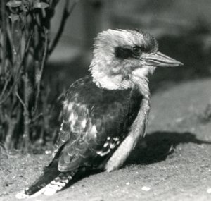 1925年4月にロンドン動物園で笑うクッカバラ 作： Frederick William Bond