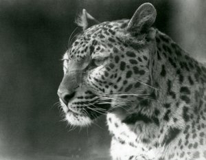 1930年、ロンドン動物園のヒョウ（モノクロ写真 作： Frederick William Bond