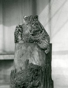 木の切り株の上に横たわるヒョウ（ロンドン動物園 作： Frederick William Bond