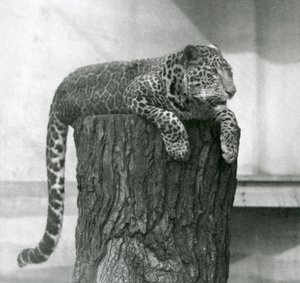 木の切り株の上に横たわり、後ろに尻尾を垂らしているヒョウ（ロンドン動物園 作： Frederick William Bond