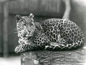 1929年、ロンドン動物園の丸太の上で休むヒョウ（モノクロ写真 作： Frederick William Bond