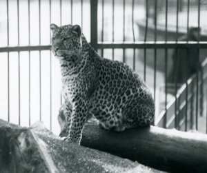 1925年9月、ロンドン動物園の囲いの丸太に座っているヒョウ 作： Frederick William Bond