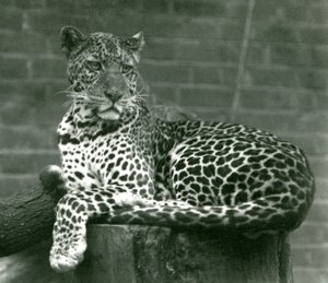 1924年にロンドン動物園で木の切り株に座っているヒョウ 作： Frederick William Bond