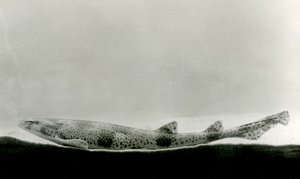 1924年にロンドン動物園で発見されたあまり見られないイヌ 作： Frederick William Bond
