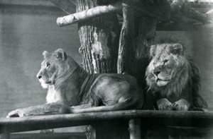 1929年、ロンドン動物園の囲いの中で、高い台の上で休むライオンと雌ライオン（モノクロ写真