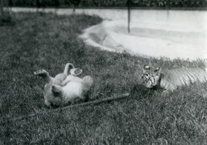 ライオンとトラの子がモップで芝生の上でプールのそばで遊ぶ、ロンドン動物園、1925年9月 作： Frederick William Bond