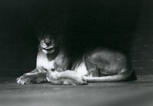 1925年10月にロンドン動物園で飼育室の後ろの影に母親と一緒に横たわっているライオンの子 作： Frederick William Bond