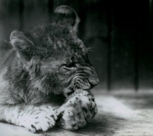 1927年にZSLロンドン動物園で給餌するライオンの子