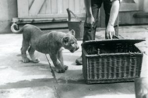 1925年9月、ロンドン動物園で飼育係が開いている籐のバスケットで虎の子を見ているライオンの子 作： Frederick William Bond