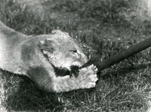 1925年9月、ロンドン動物園のデンの前の芝生で、飼育係が保持しているモップで遊ぶライオンの子