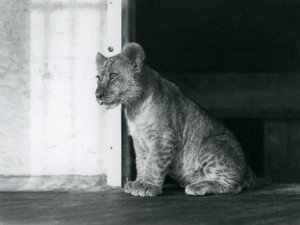 1930年、ロンドン動物園で床に座るライオンの子（モノクロ写真 作： Frederick William Bond