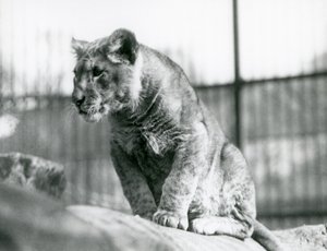 1923年7月に動物園で生まれたライオンの子、1924年7月、ロンドン動物園 作： Frederick William Bond
