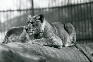 1923年7月に動物園で生まれたライオンの子、1924年7月、ロンドン動物園 作： Frederick William Bond