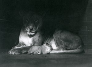 1925年10月、ロンドン動物園の囲いの後ろの影に横たわる雌ライオンと子 作： Frederick William Bond