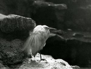 岩の間で休むコサギ（1930年、ロンドン動物園にて）（モノクロ写真 作： Frederick William Bond