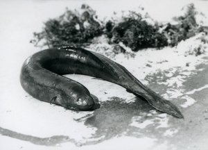 1928年9月にロンドン動物園で水泳をして休んでいる肺魚 作： Frederick William Bond
