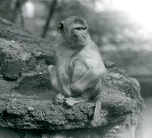 1924年にロンドン動物園の岩の上に座っているサル 作： Frederick William Bond