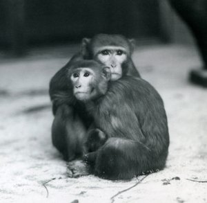 囲いの床に仲良く座るマカクとその赤ちゃん（ロンドン動物園 作： Frederick William Bond