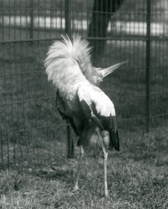 1925年7月、ロンドン動物園でアップダウンディスプレイを行うコウノトリコウノトリ