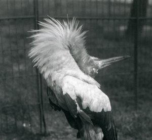 1925年7月、ロンドン動物園でアップダウンディスプレイを行うコウノトリコウノトリ